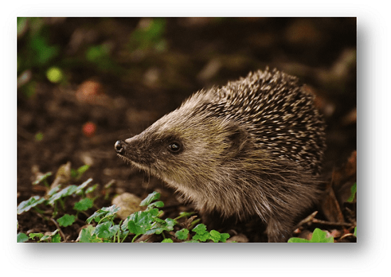 Image of a hedgehog in the forest.