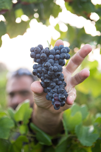 Hand reaching to pick a bunch of grapes.